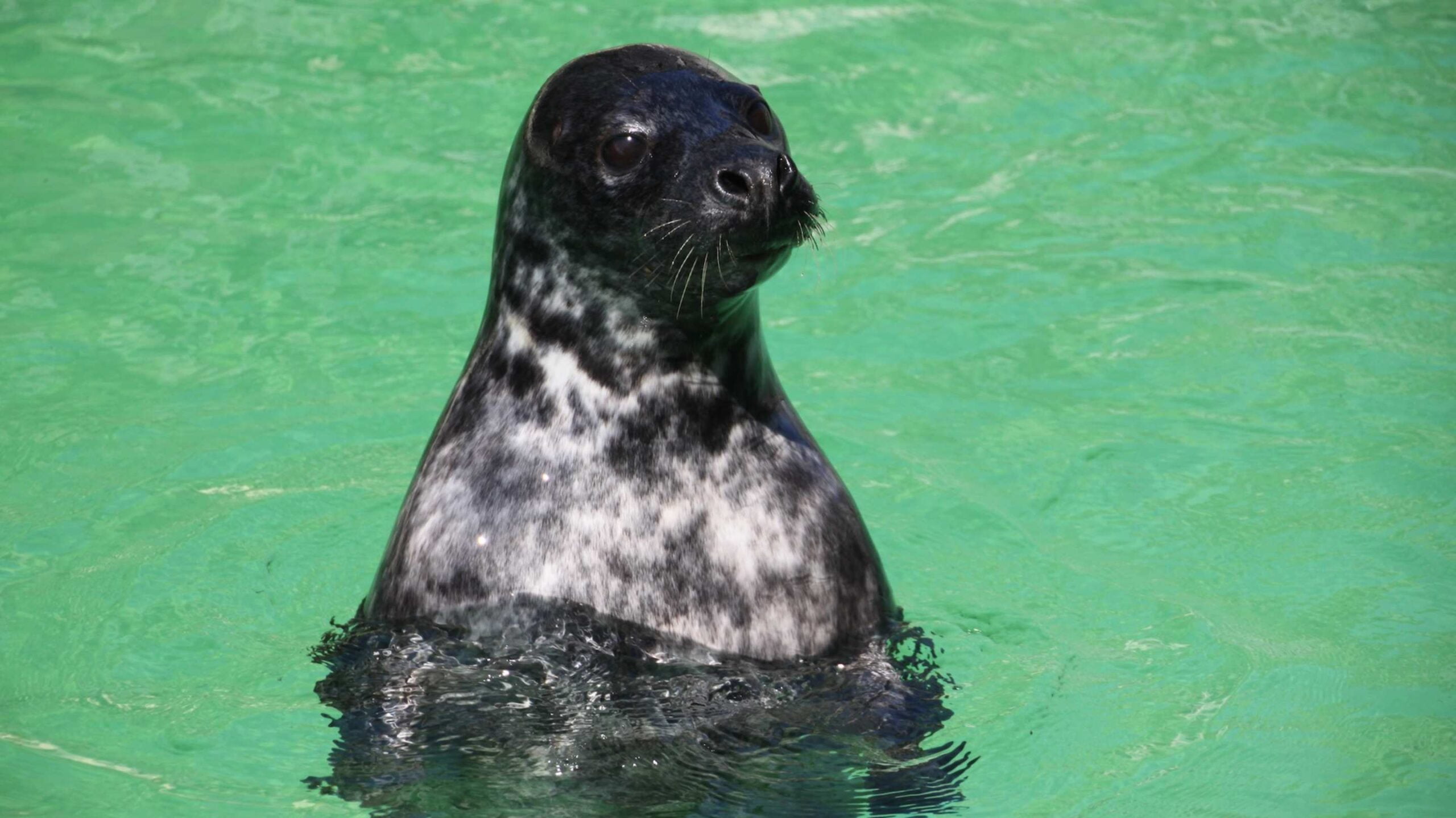 Perché le foche che si immergono in profondità non annegano